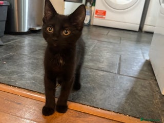 Mixed Breed cats 2 female black kittens and a tabby male - Advert 9