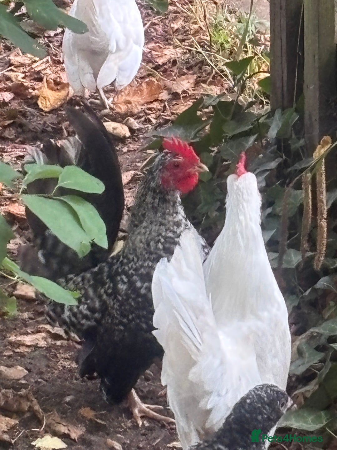 Chickens poultry for sale: Serama hen and cockerel  - Image 6
