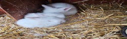 Lionhead rabbits for sale: Lionhead rabbit  - Advert 2