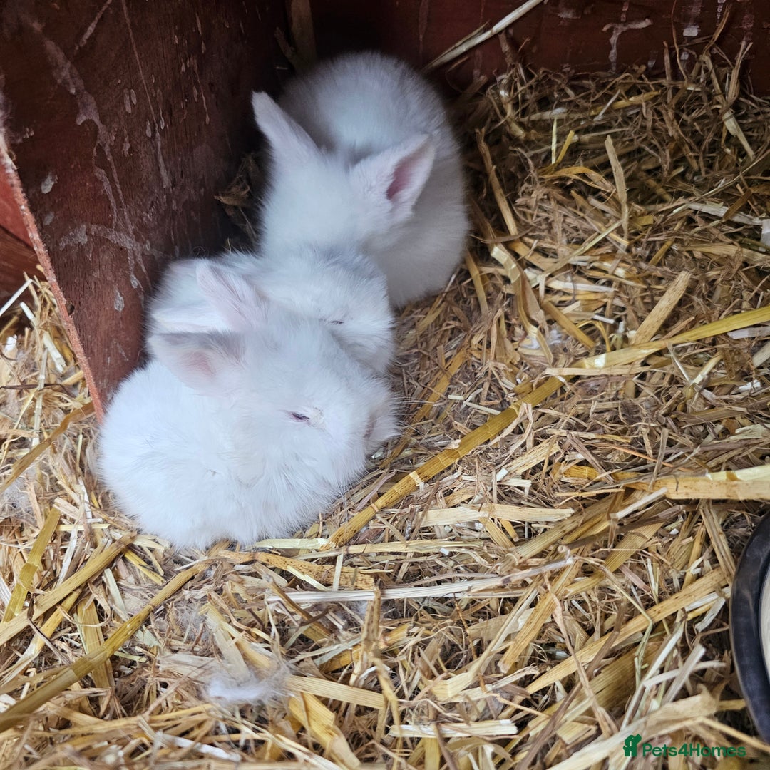 Lionhead rabbits for sale: Lionhead rabbit  - Image 2
