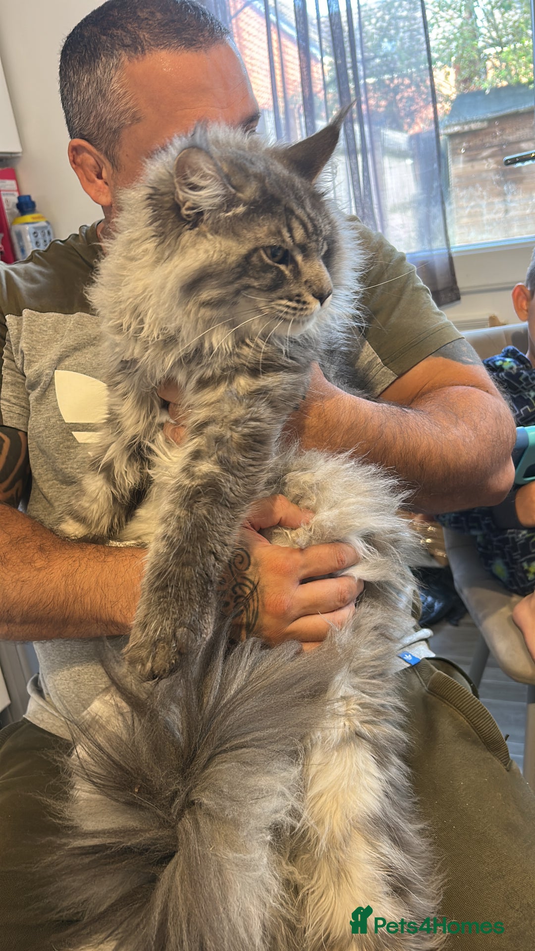 Maine Coon cats for sale: 2 stunning girls 1 polydactyl ready  **  ev - Advert 3