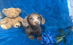 Miniature Dachshund dogs for sale: Miniature dachshunds - Image 4