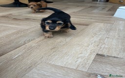 Miniature Dachshund dogs for sale: Miniature Long Haired black & tan bitch - Image 5