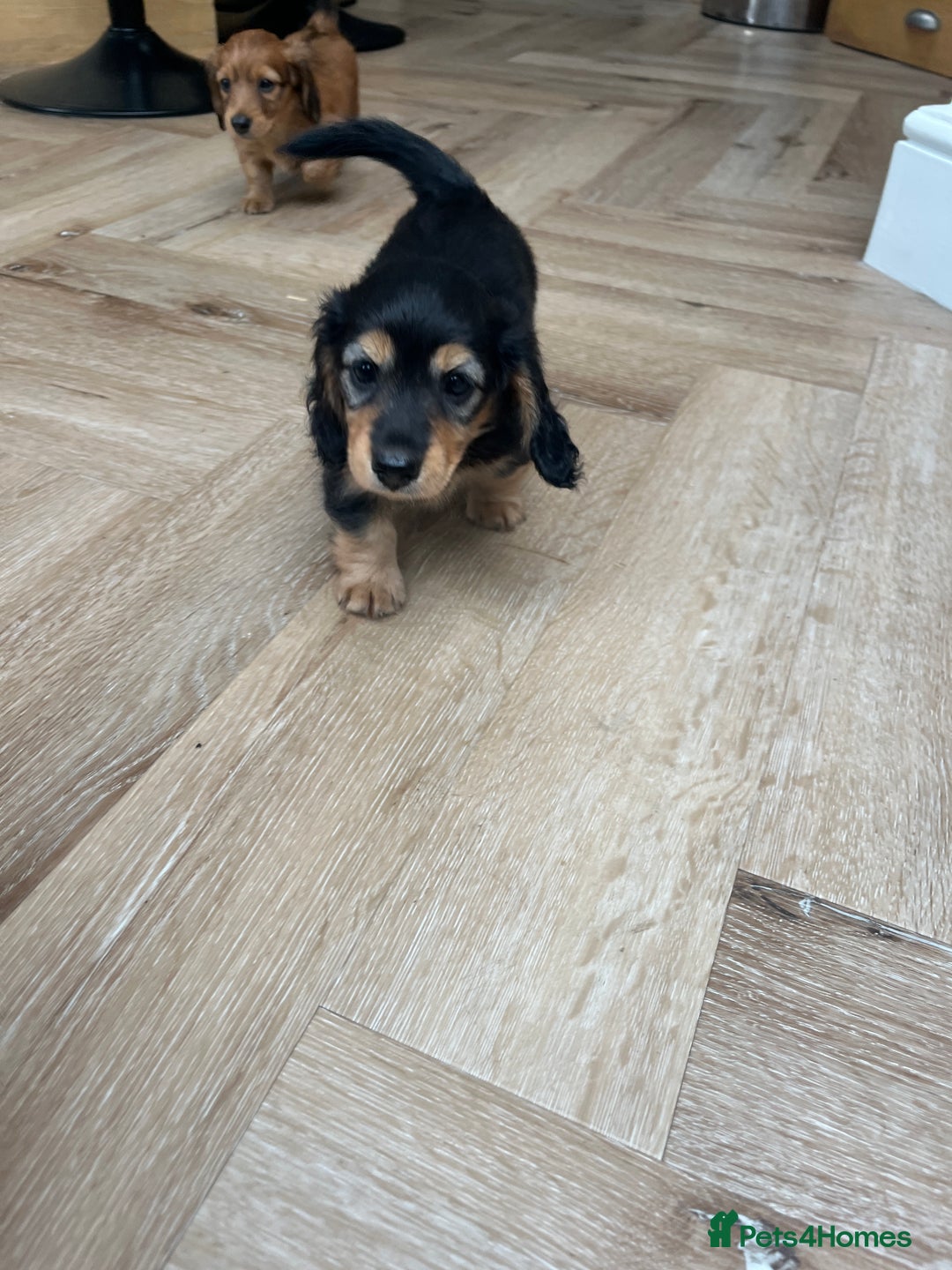 Miniature Dachshund dogs for sale: Miniature Long Haired black & tan bitch - Image 5