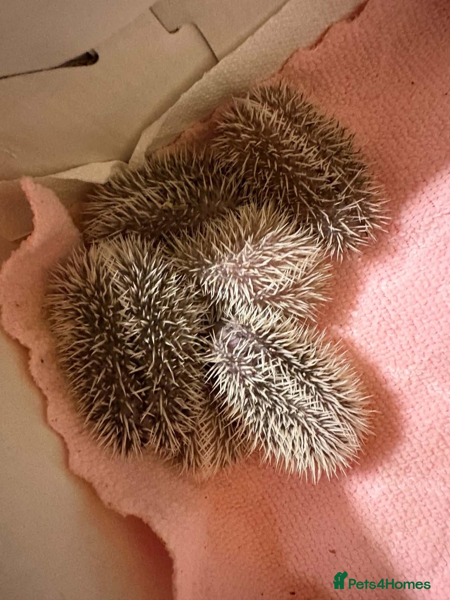 Pygmy Hedgehog rodents Baby pygmy hedghogs ready in november - Advert 1