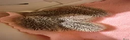 Pygmy Hedgehog rodents for sale: Baby pygmy hedghogs ready in november - Advert 1