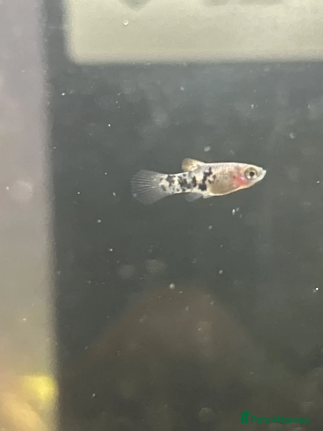 Platies fish for sale: Fry for sail. - Advert 1