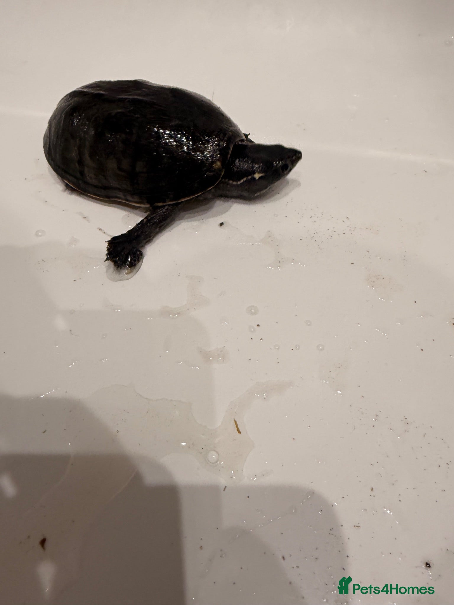 Turtle reptiles 1 common musk turtle without set up.  - Advert 2