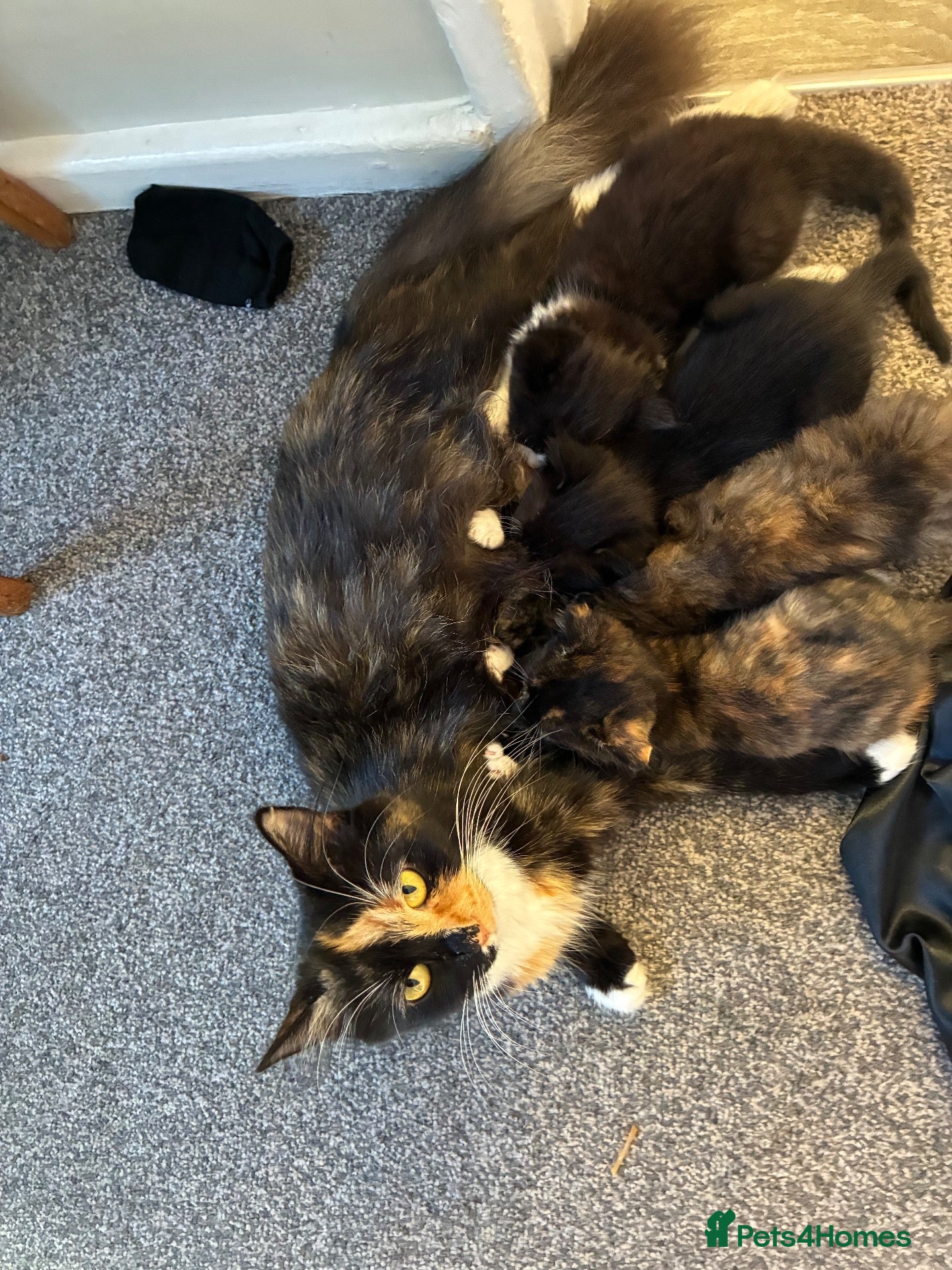 British Longhair cats Maine coon  mother -  5 half Maine coon kittens  - Advert 9