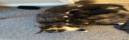 British Longhair cats for sale: Maine coon  mother -  5 half Maine coon kittens  - Advert 1
