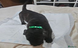 Cane Corso dogs for sale: Cane corsos  puppies  - Image 12