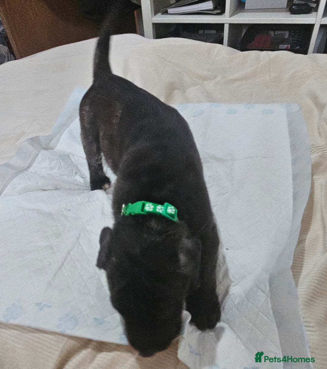 Cane Corso dogs for sale: Cane corsos  puppies  - Image 12