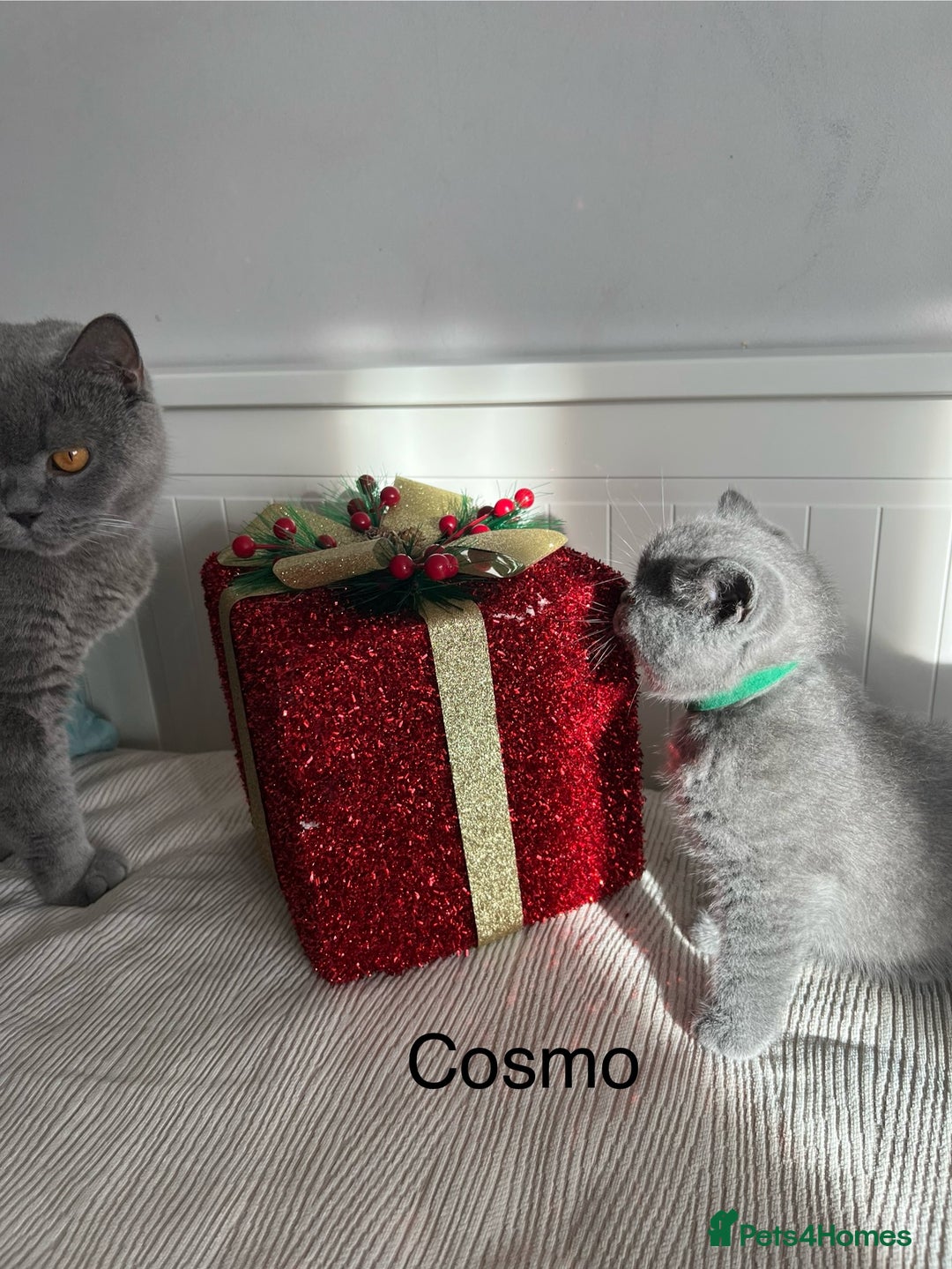 British Shorthair cats for sale: GCCF registered British Shorthair kittens  - Advert 19