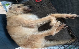Irish Wolfhound dogs for sale: S Eccleston  - Image 4