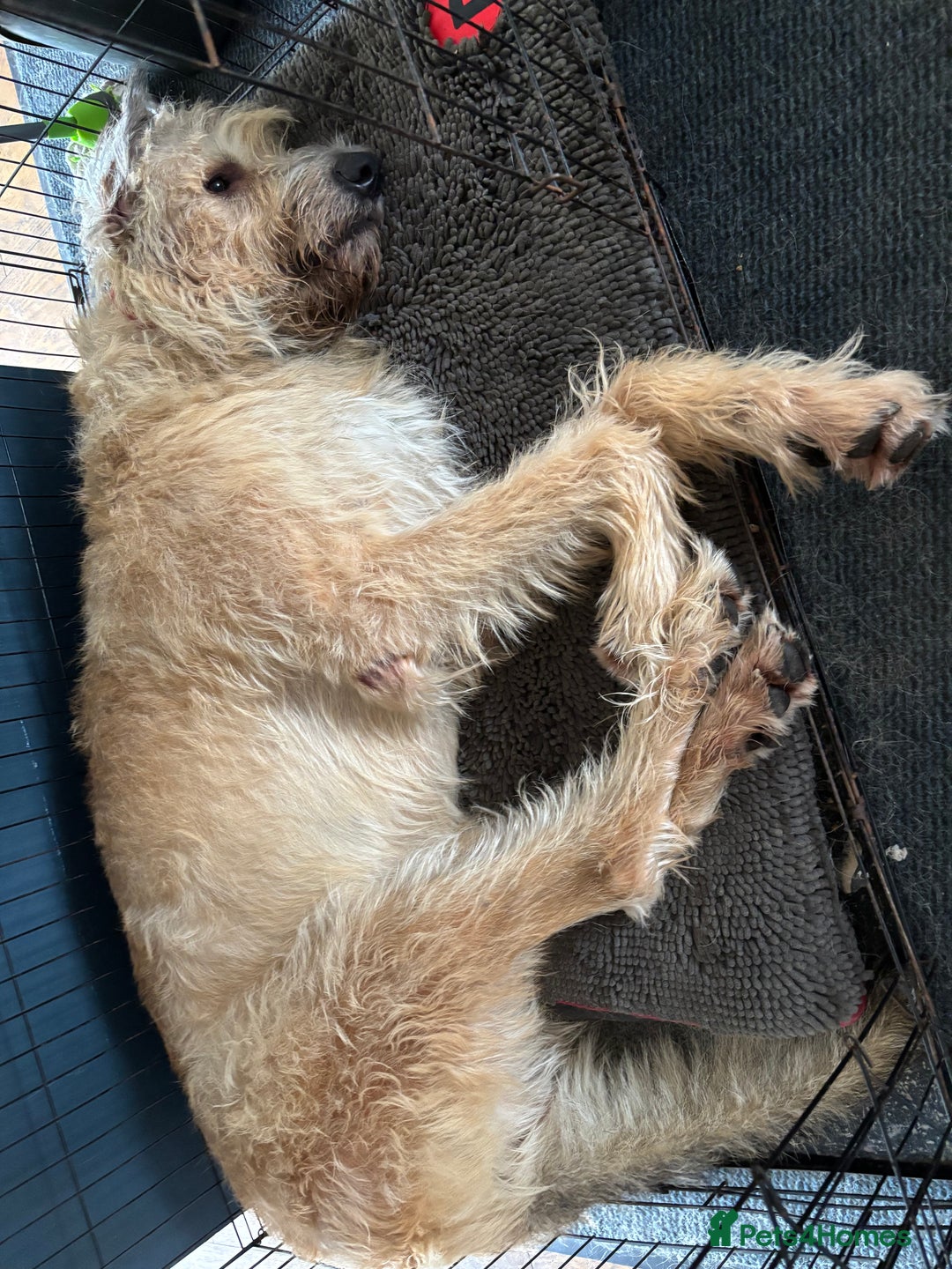 Irish Wolfhound dogs for sale: S Eccleston  - Image 4