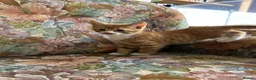 Mixed Breed cats for sale: 4 Beautiful kittens looking for living homes. - Advert 8