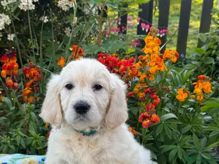 Mini Goldendoodle dogs 5 left mini Goldendoodles puppies for sale - Advert 1