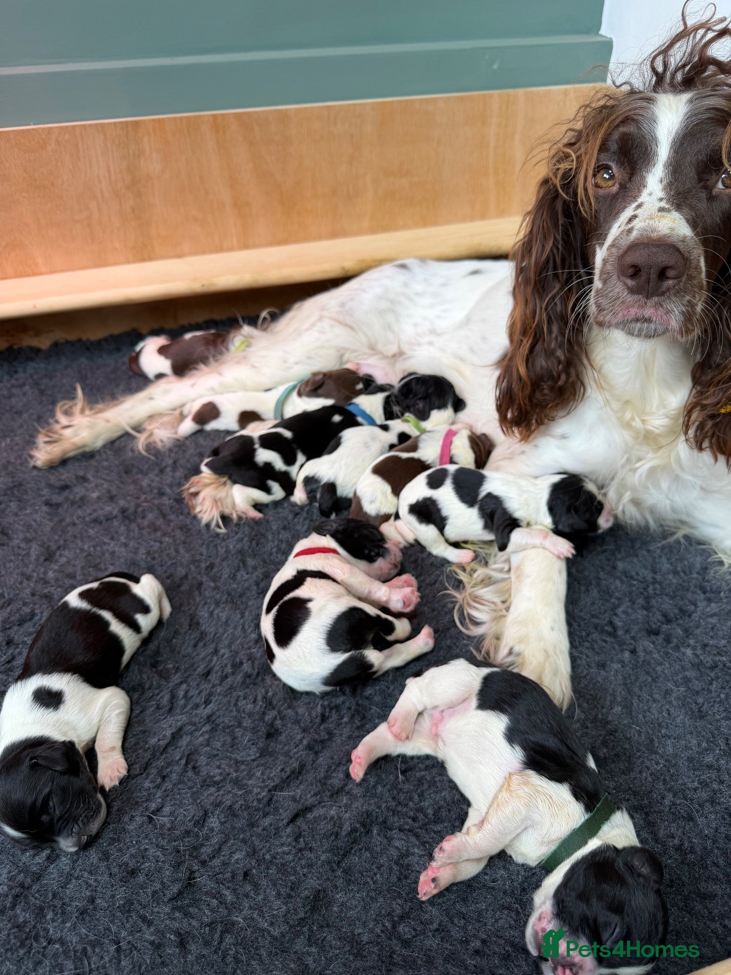 English Springer Spaniel dogs KC Reg - L&W B&W *Docked&Vetted* 7 Dogs available  - Advert 1