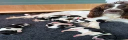 English Springer Spaniel dogs for sale: KC Reg - L&W B&W *Docked&Vetted* 7 Dogs available  - Advert 1