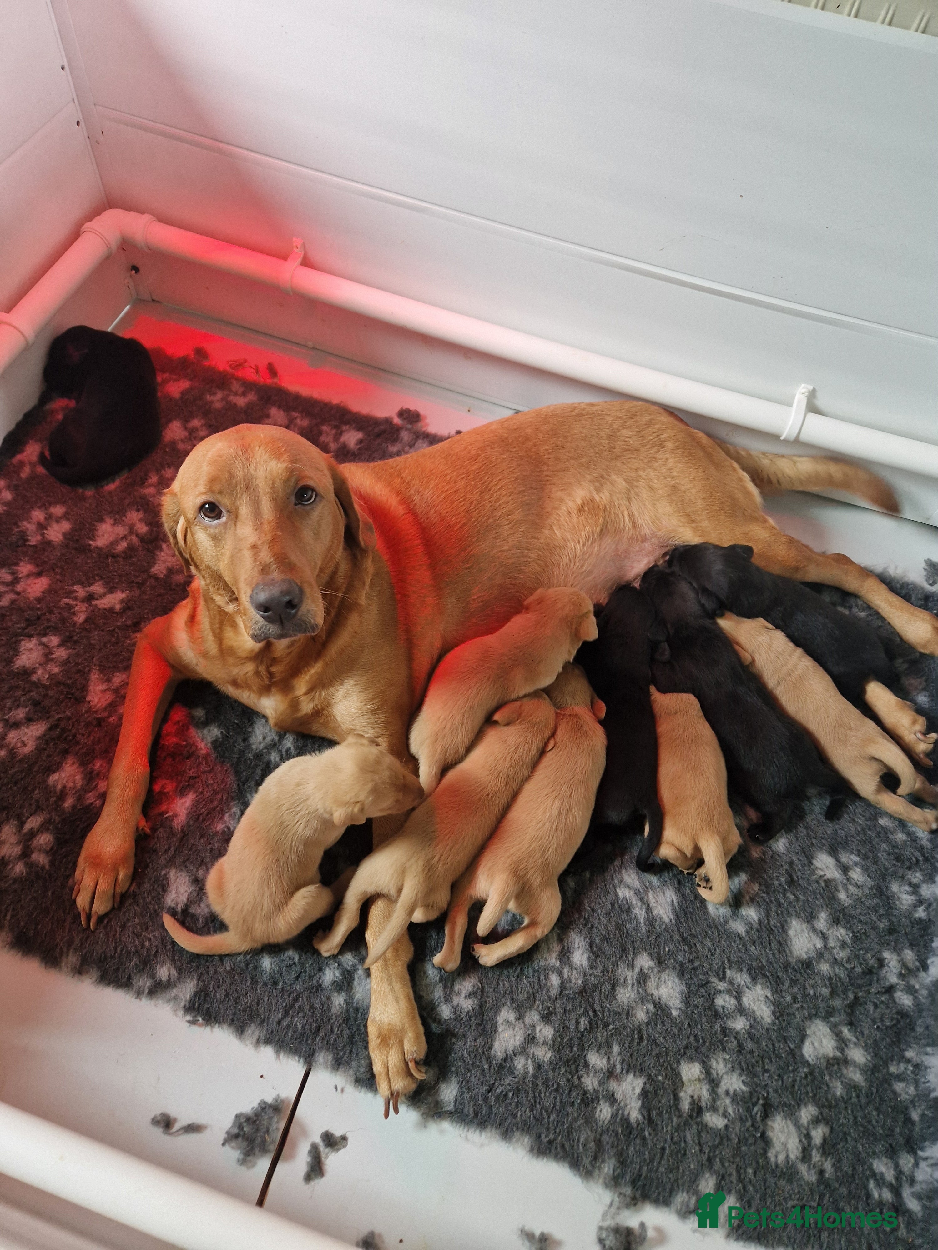 Labrador Retriever dogs Labrador puppies  - Advert 1