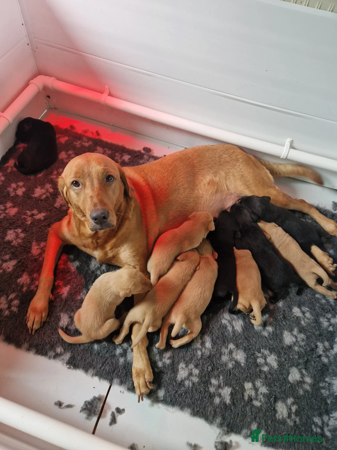 Labrador Retriever dogs for sale: Labrador puppies  - Advert 1