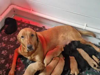 Labrador Retriever dogs Labrador puppies - Advert 1