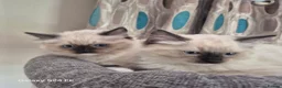 Ragdoll cats for sale: GCCF Reg. Ragdoll kittens, Champion lines - Advert 15