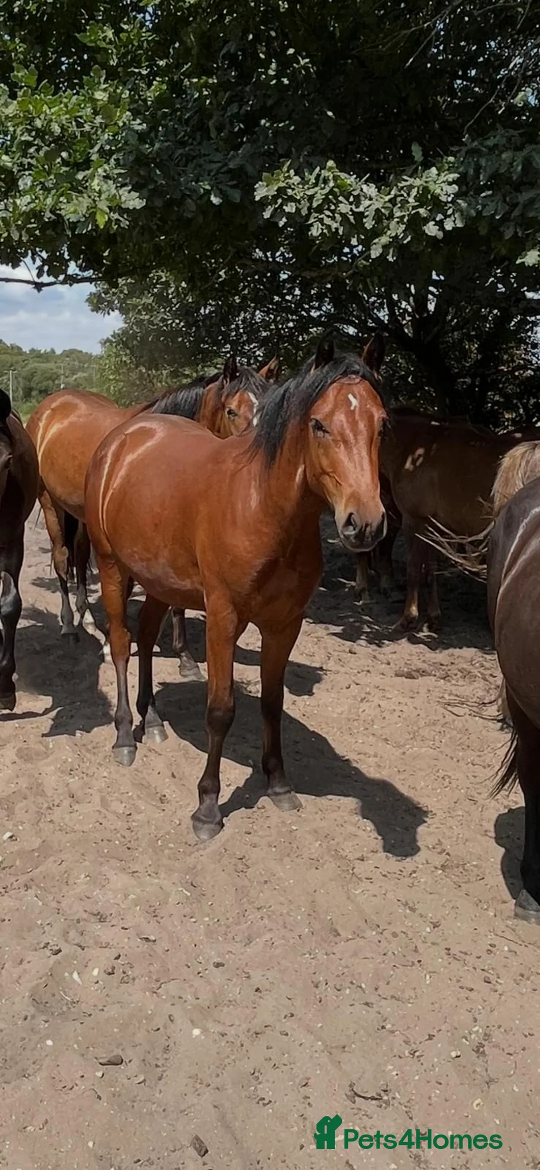 New Forest horses for sale: Geldings  - Advert 2