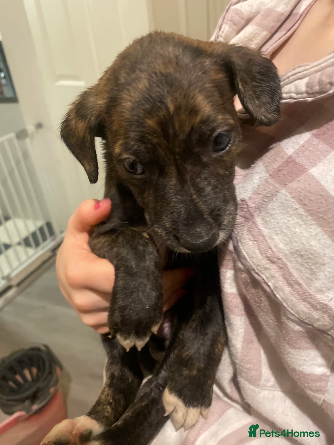 Lurcher dogs for sale: Greyhound/deerhound brindle lurchers - Advert 18