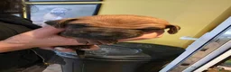 Rhodesian Ridgeback dogs for sale: FOR SALE 2 BEAUTIFUL RIDGELESS BOYS - Advert 2