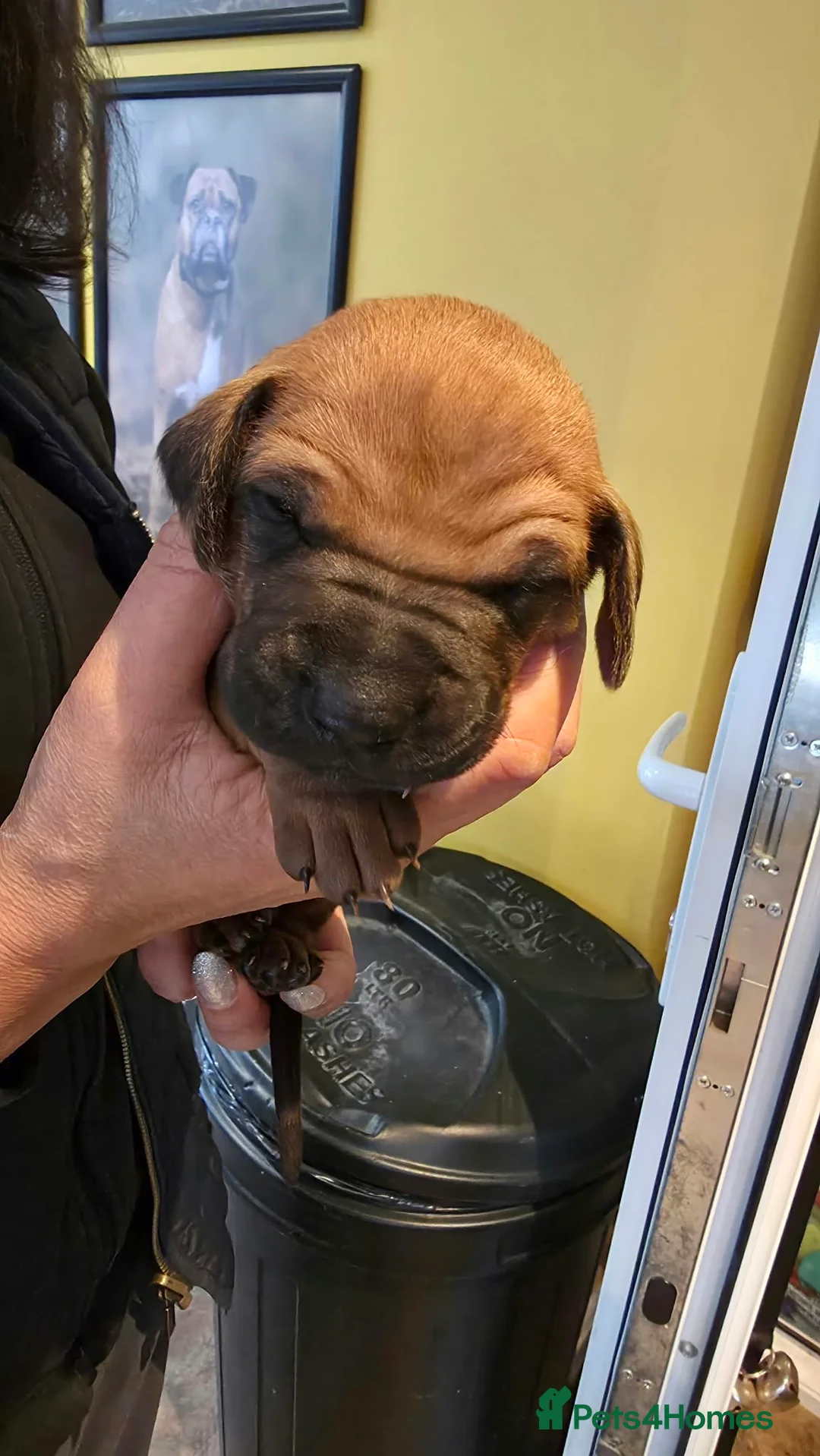 Rhodesian Ridgeback dogs for sale: FOR SALE 2 BEAUTIFUL RIDGELESS BOYS - Advert 2