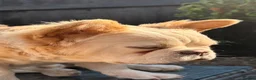 French Bulldog dogs for sale: Wavy/Puffy Coated French Bulldogs - Advert 5