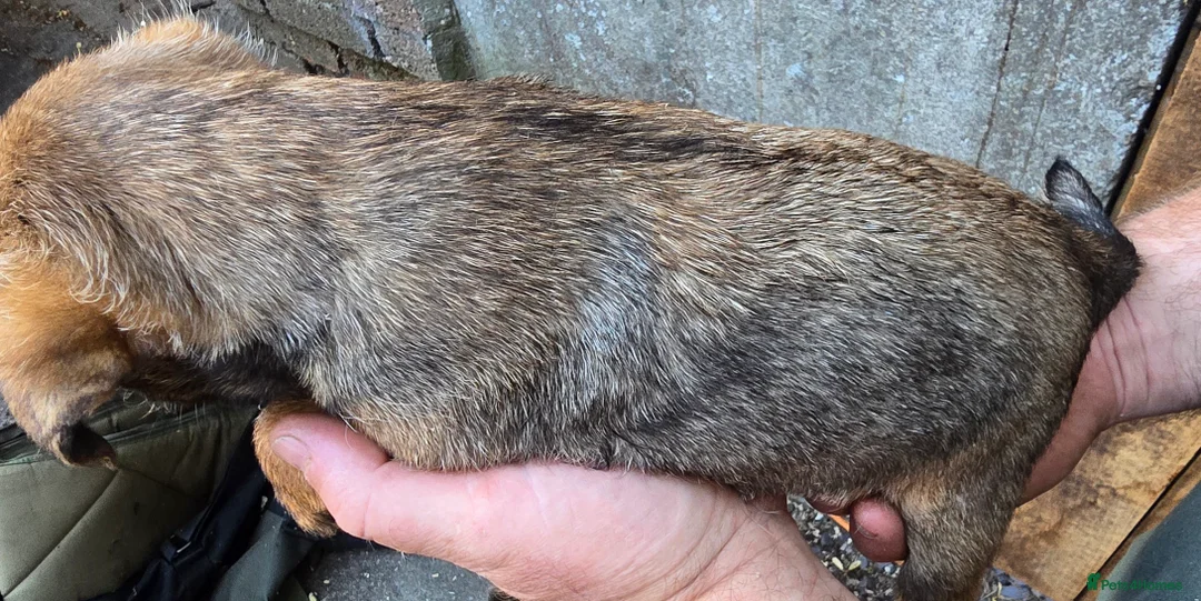 Border Terrier dogs for sale: KC border terrier pups. - Advert 2