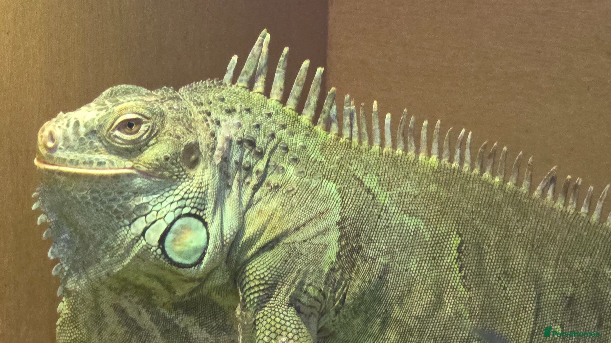 Iguana reptiles Female green iguana  - Advert 4