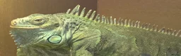 Iguana reptiles for sale: Female green iguana  - Advert 1