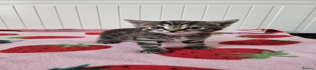 Boy 2