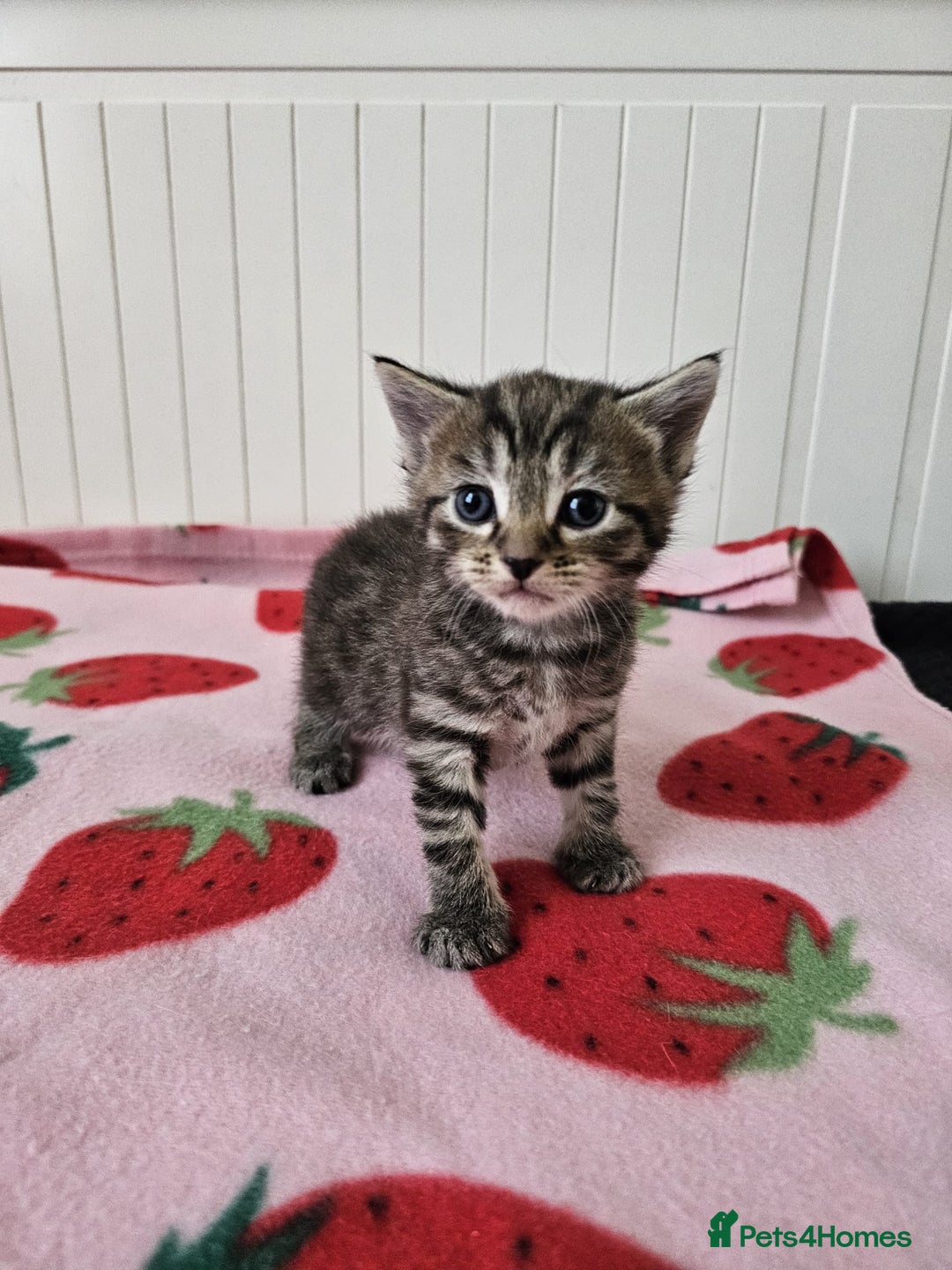 Mixed Breed cats for sale: Two beautiful litters of kittens😻🐱😹 - Image 5