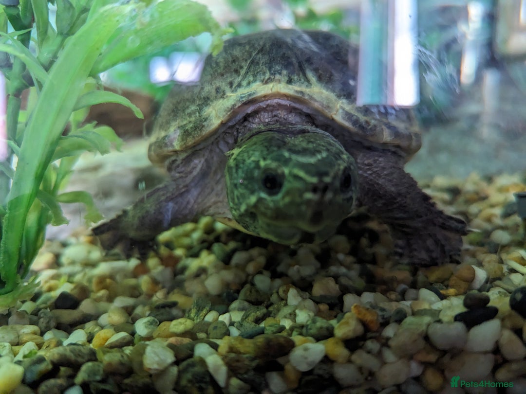 Turtle reptiles for sale: Two common musk turtles  - Image 3