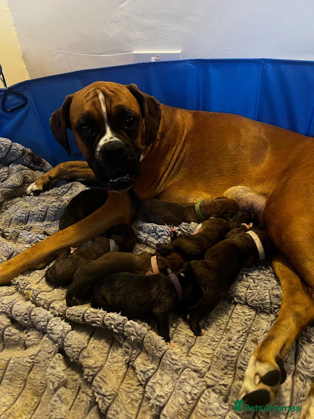 Boxer dogs for sale: Beautiful dark brindle boxer pups  - Advert 1