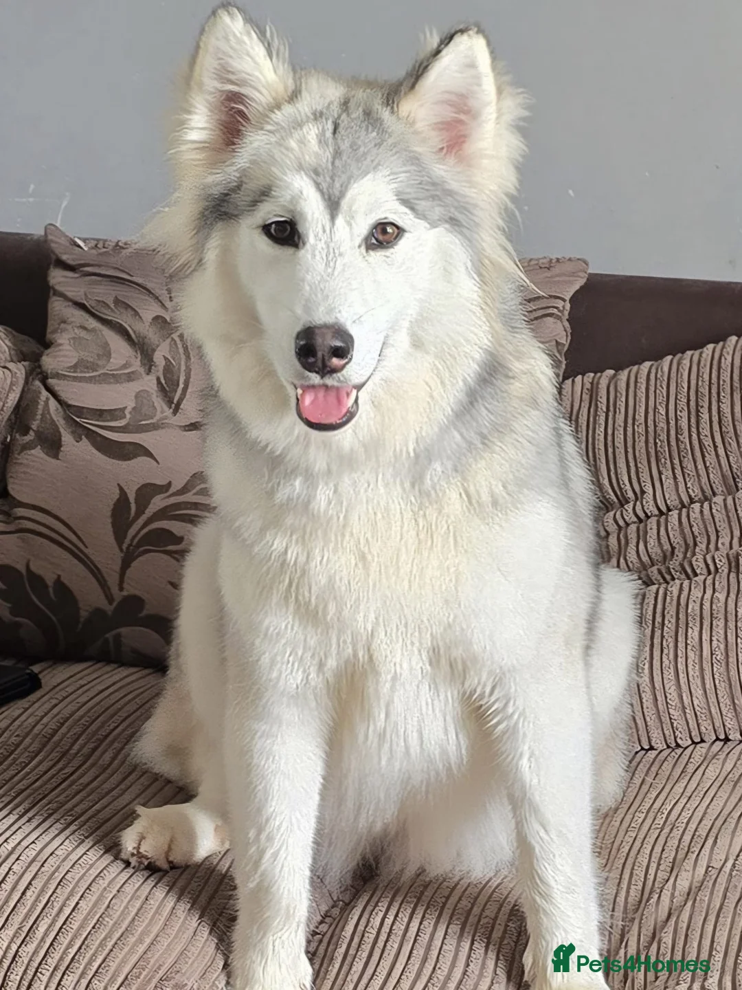 Siberian Husky dogs for sale: Pedigree Siberian husky for sale  - Advert 5