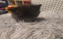 British Shorthair cats for sale: Beautiful kittens for sale - Image 4
