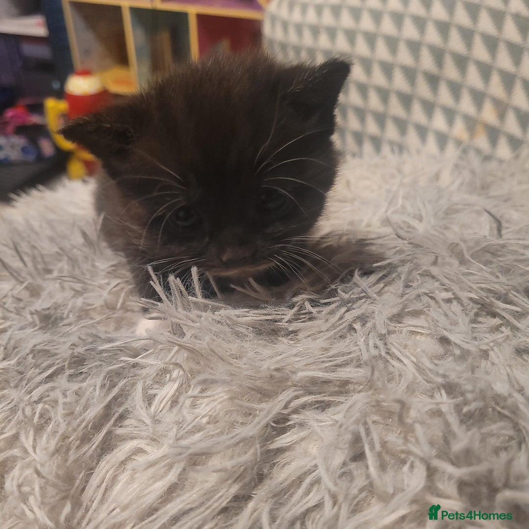 British Shorthair cats for sale: Beautiful kittens for sale - Image 4