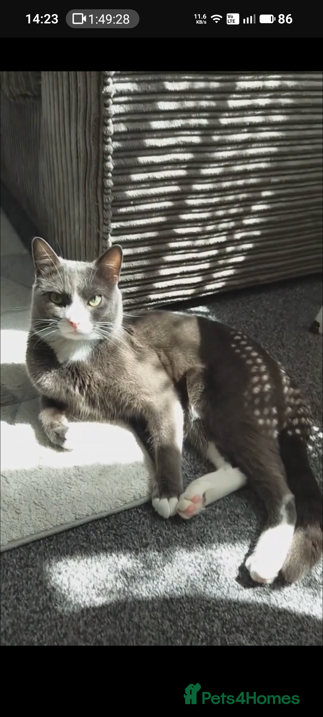 Russian Blue cats Russian Blue - Advert 5