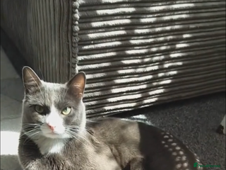 Russian Blue cats Russian Blue - Advert 6