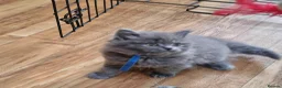 British Shorthair cats for sale: Male Blue British longhair kitten - Advert 7
