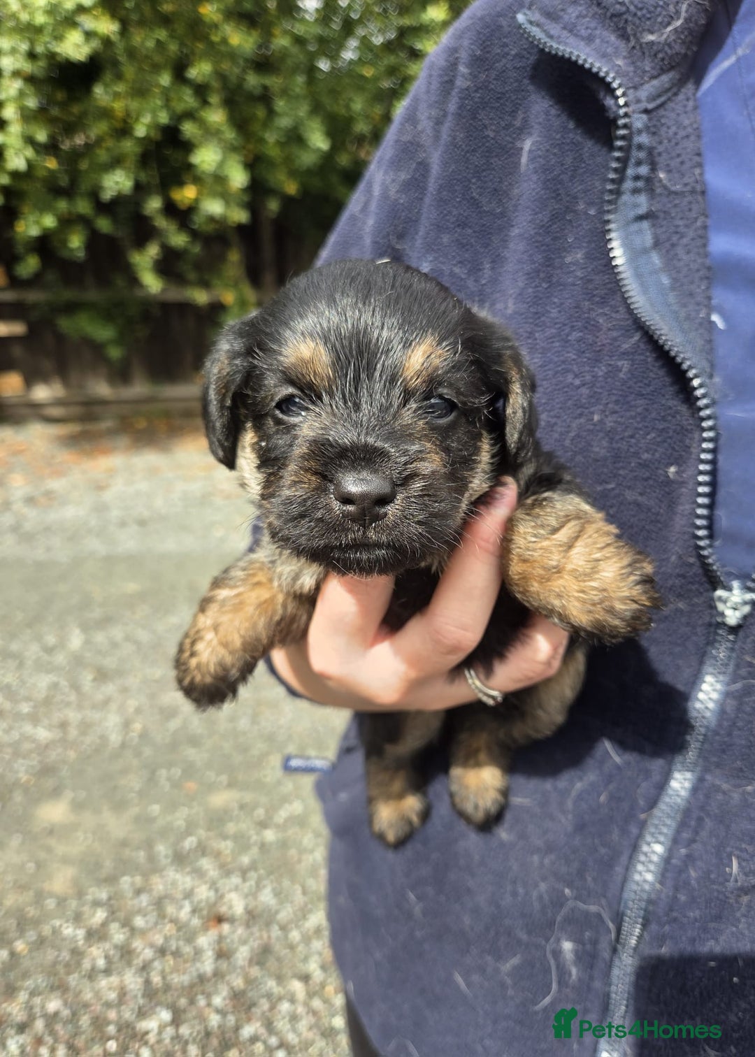 Mixed Breed dogs for sale: Borderpoo Puppies  - Image 7