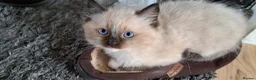 Ragdoll cats for sale: READY NOW!! GCCF Reg. Ragdolls SEAL MITTED in Bedford - Advert 13