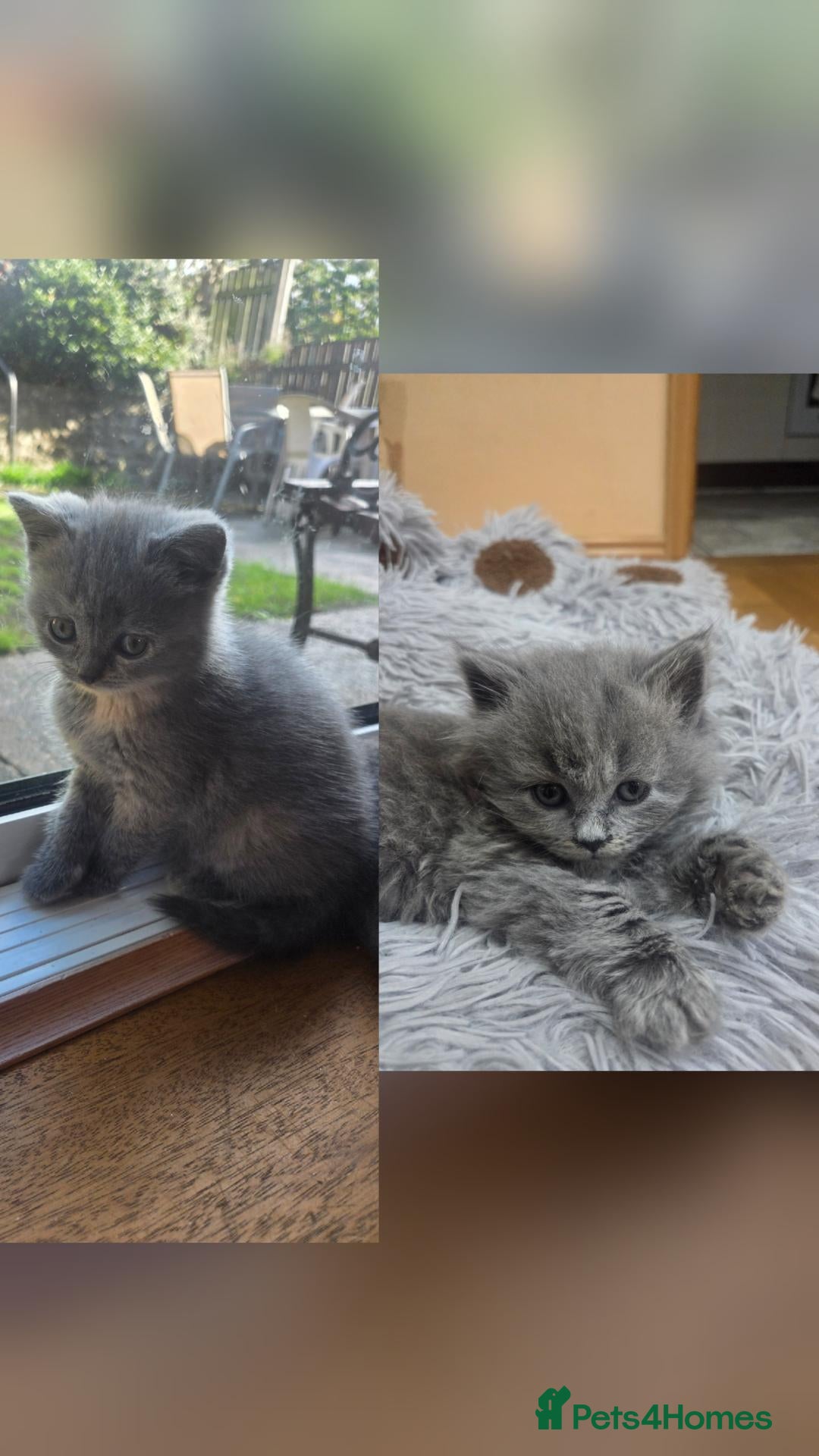 Scottish Fold cats Kittens Scottish straight blue boy and girl - Advert 11