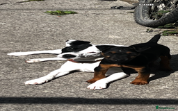 Mixed Breed dogs for sale: Jack Russell 8 months old stunning  - Image 4