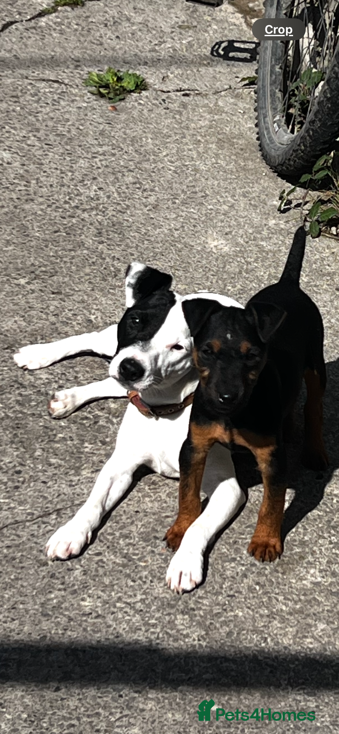 Mixed Breed dogs for sale: Jack Russell 8 months old stunning  - Image 4